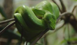 绿林蛇和翠青蛇有什么区别